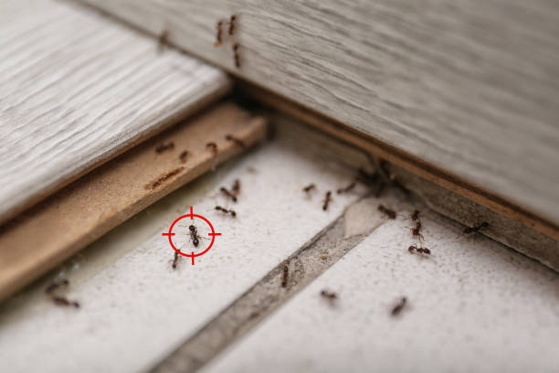 Best Flea Control Services  in Garden Acres, CA